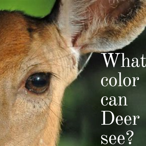 color can deer seed