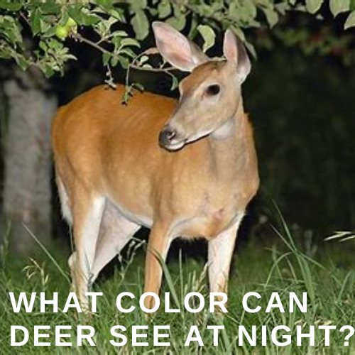 Deer see at Night