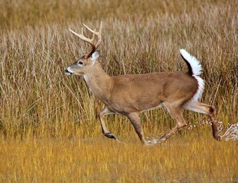 How Fast Can White Tail Deer Run? Reviews And Guides