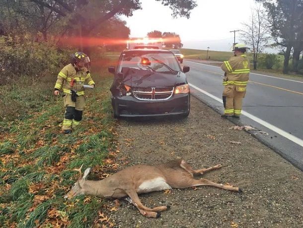Deer crossing road accident
