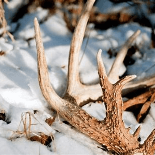 deer sheds/antlers in the woods