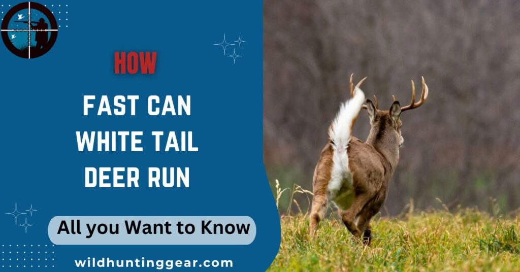 How Fast Can White Tail Deer Run
