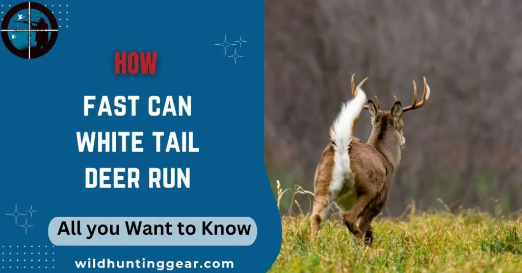 How Fast Can White Tail Deer Run