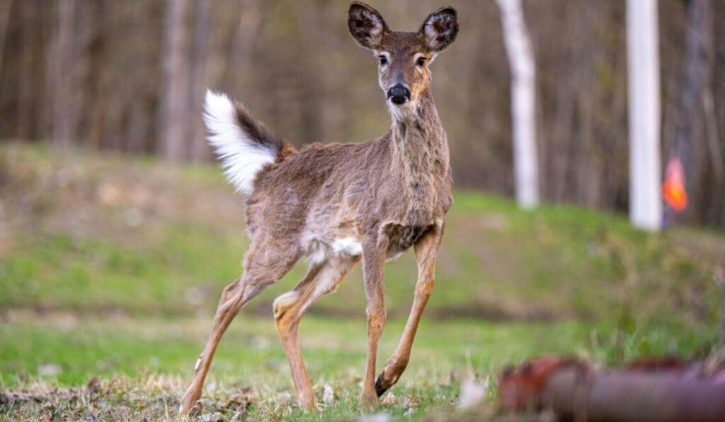 white-tailed-deer-running-fast