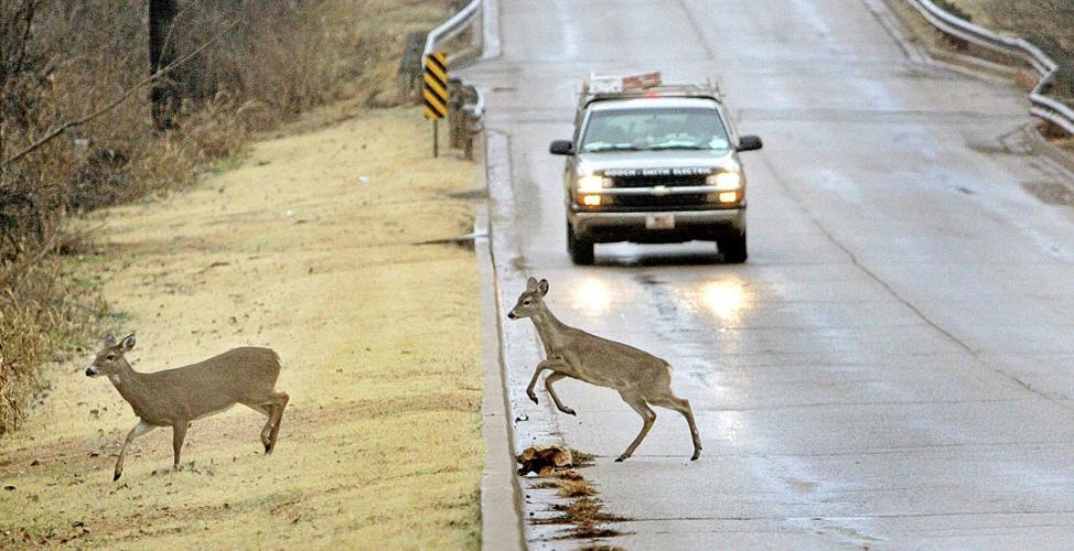 deer road cross accident
