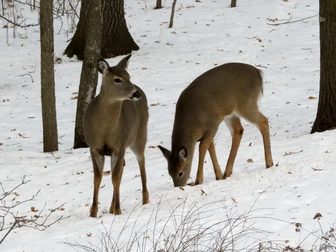deer search food in winter