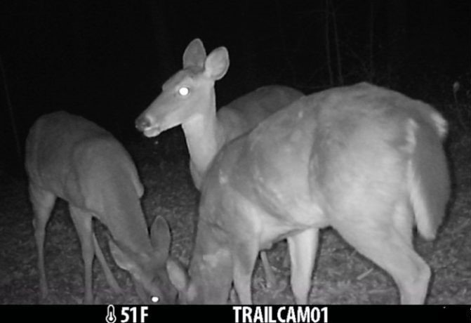 deer trail Camera