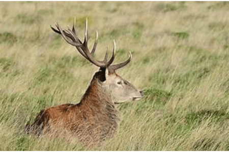 Deer huntin in Wind