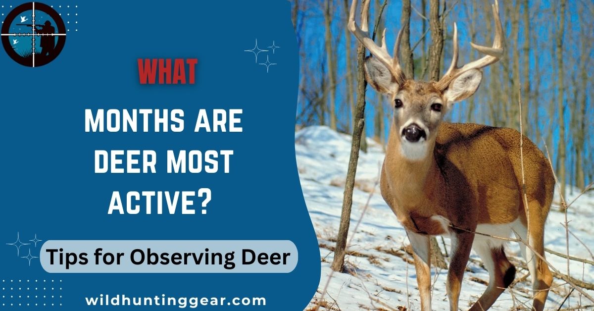 what months are deer most active,.