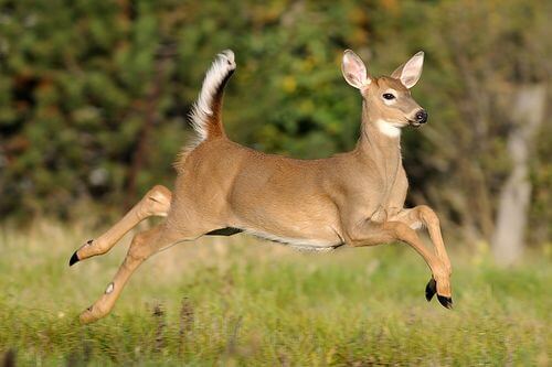 white-tail-deer-run