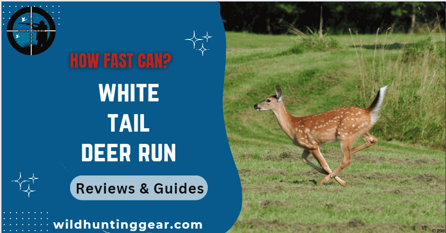 white tail deer run